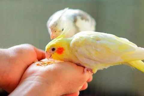 mejor alimento para ninfas